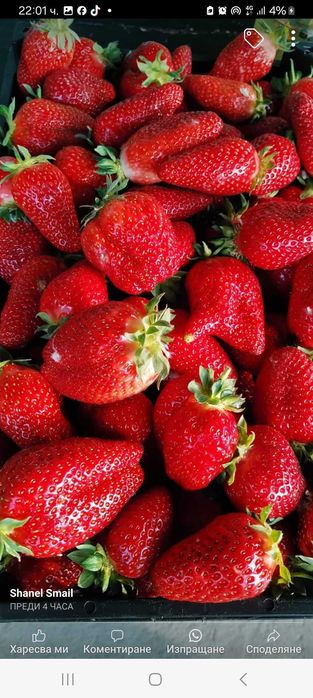 Предлагам ягоди ималини эа всеки земеделец.