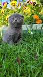 Scottish fold femela  blue