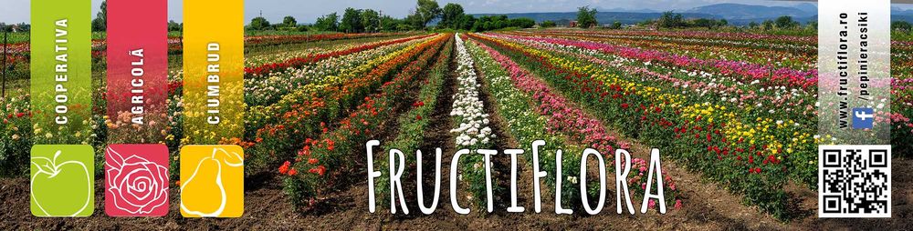 Butași de Trandafiri de Înaltă Calitate Direct de la Producător