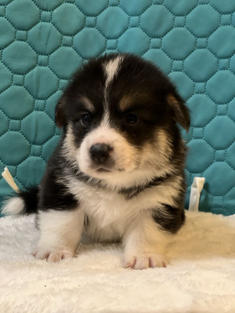 Mascul tricolor Welsh Corgi
