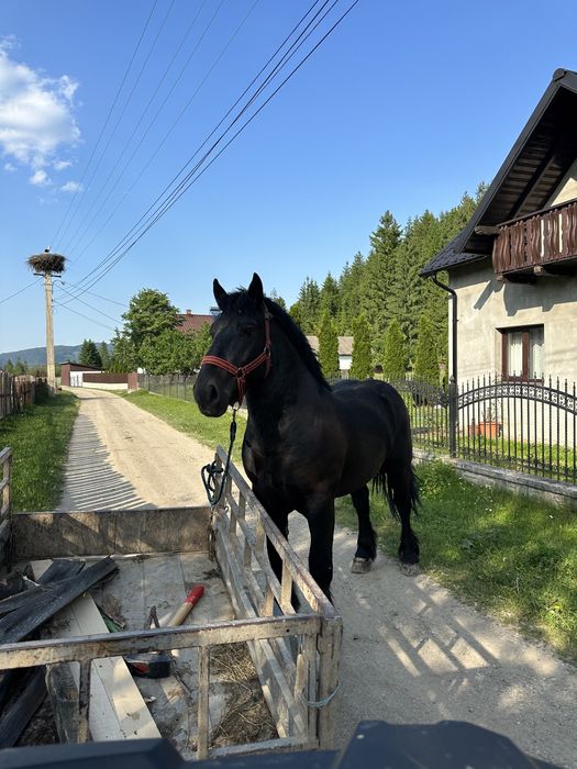 Vand armasar 2 ani