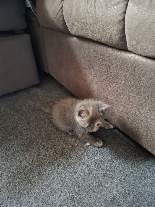 Продаются котята