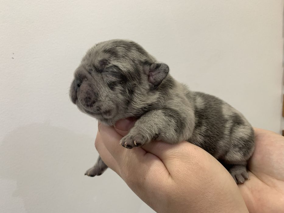 Френски Булдог French Bulldog Blue