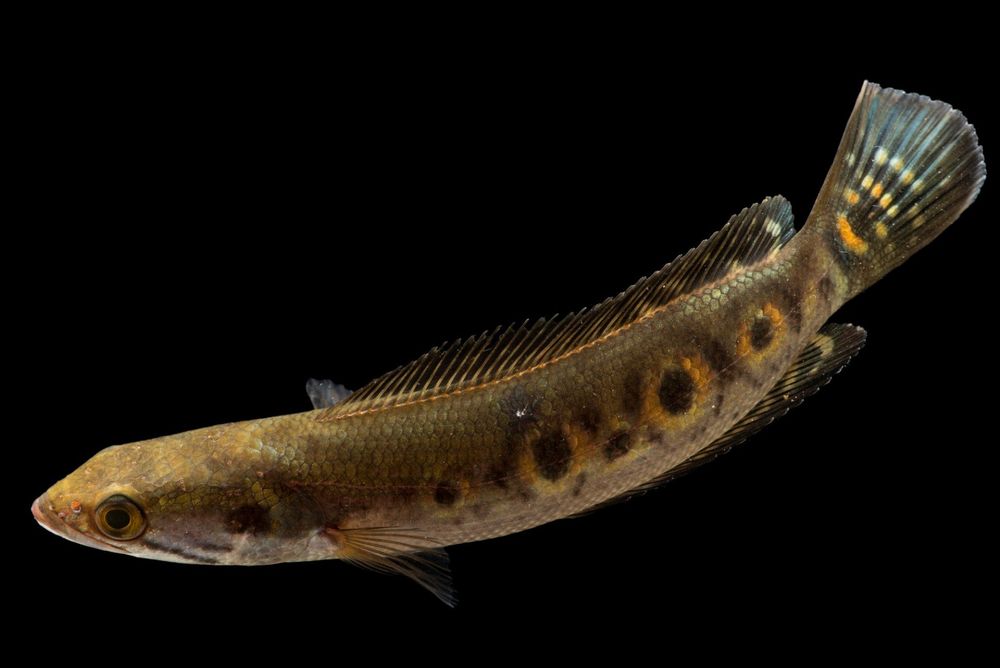 Продам  - змееголов марулиус.