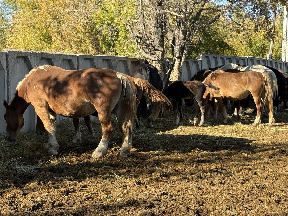 Тяжеловесные лошади