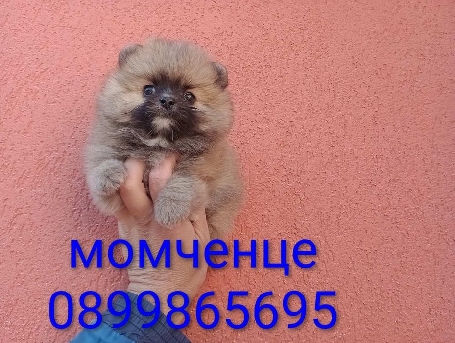 Померани. Реални снимки !