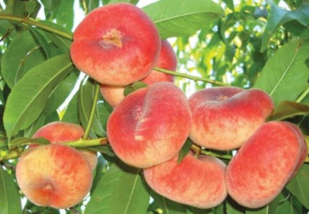 Pomi frucfiferi columnari