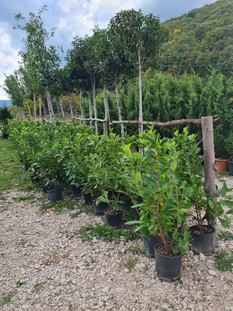 Plante ornamentale oferta de toamnă