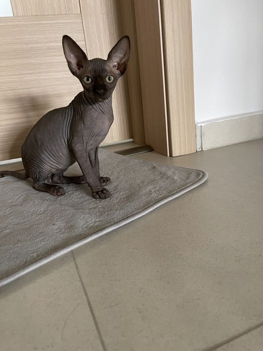 Sphinx pui  drăgălași de trei luni