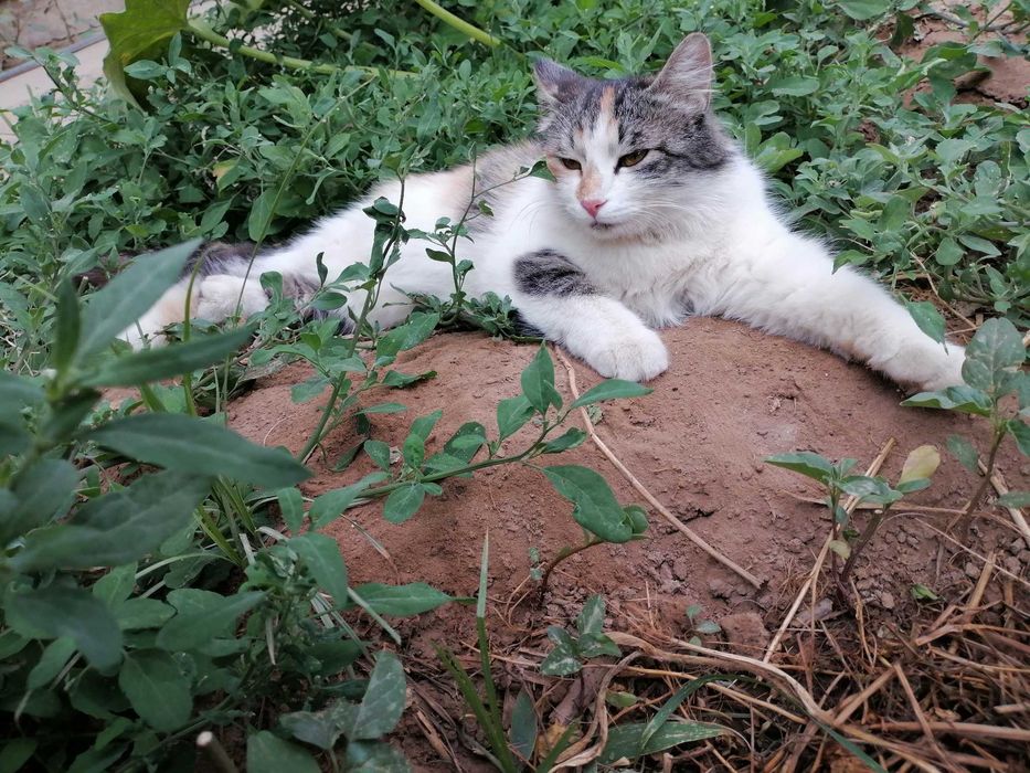 Взрослая 3х цветная кошка