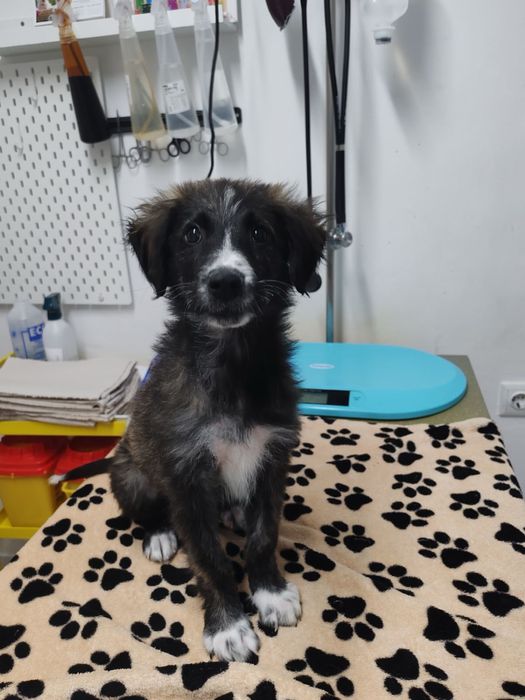 Мъжко кученце търси дом