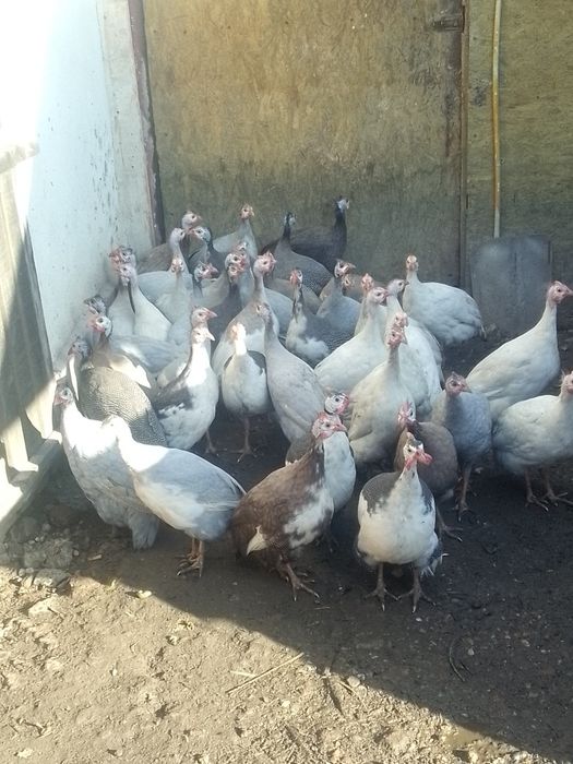 Bibilici diferite culori de vânzare