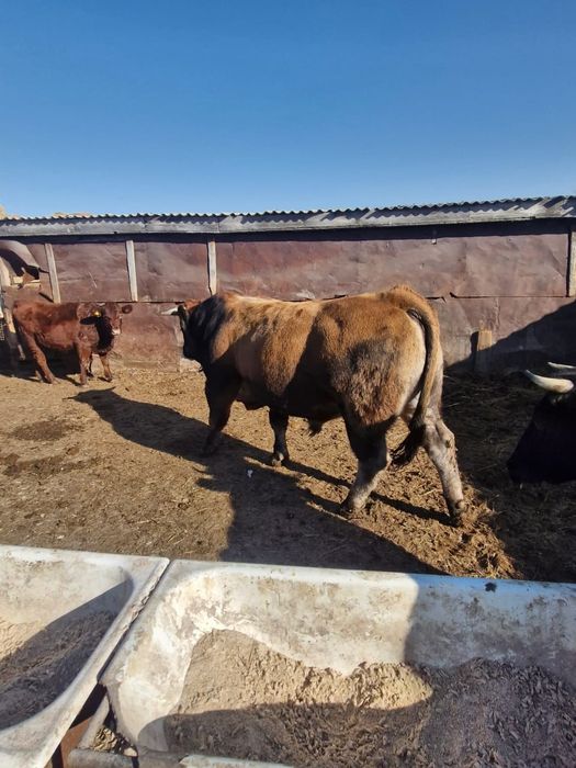 Продается бык обрак