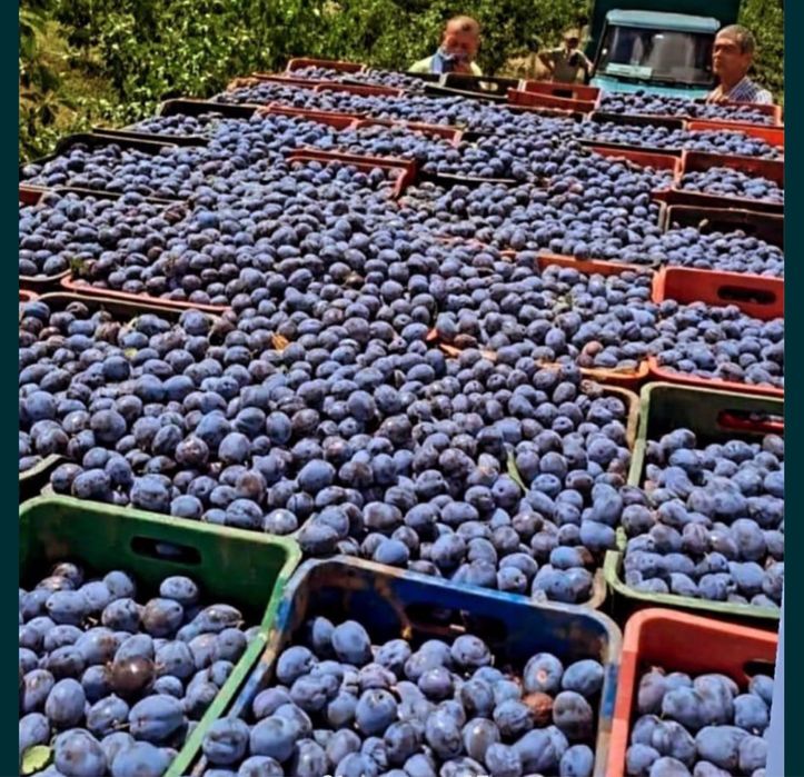 Vand prune pentru tuica palinca