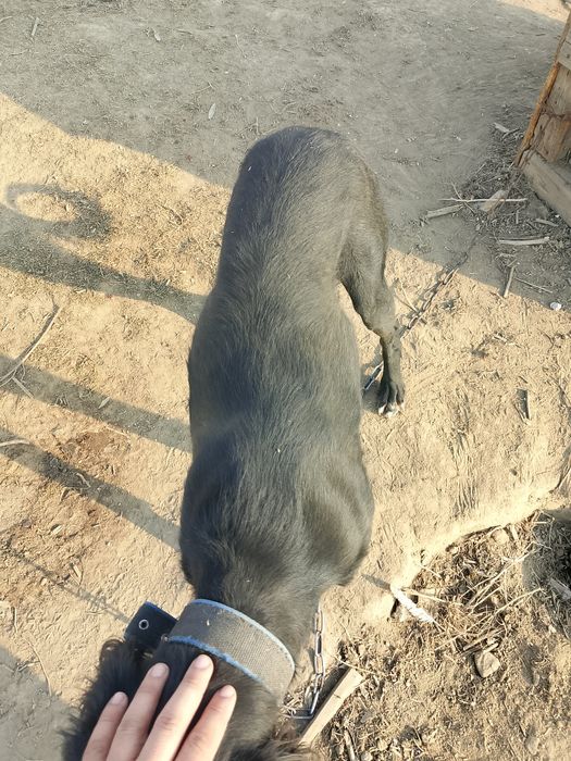 Кумай тазы 4кар баскан