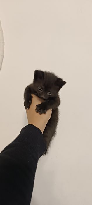 Отдам котят в хорошие руки