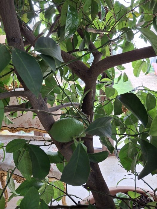 Lamai foarte frumos sanatos si foarte mare