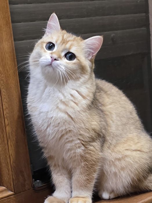 british golden shorthair cu pedigree