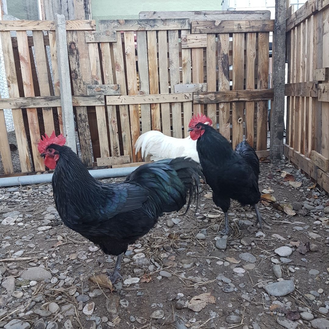 Vând ouă de incubat , rasa Australorp!