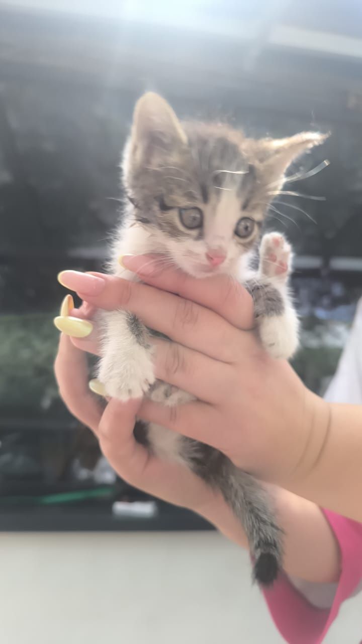 Котята ищут любящие семьи