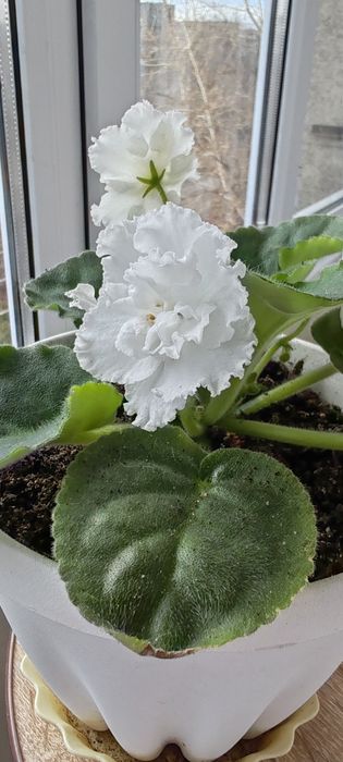 Продам фиалки. Обновлённые