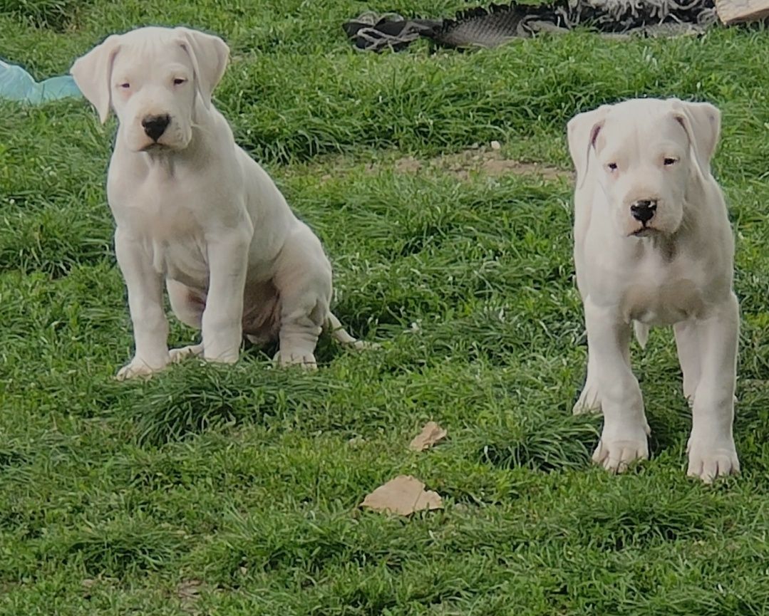 Cățel pui dog argentinian caine puppy dog dogo argentino