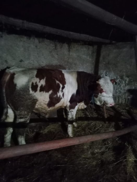 Vând  taur  350-400 kg