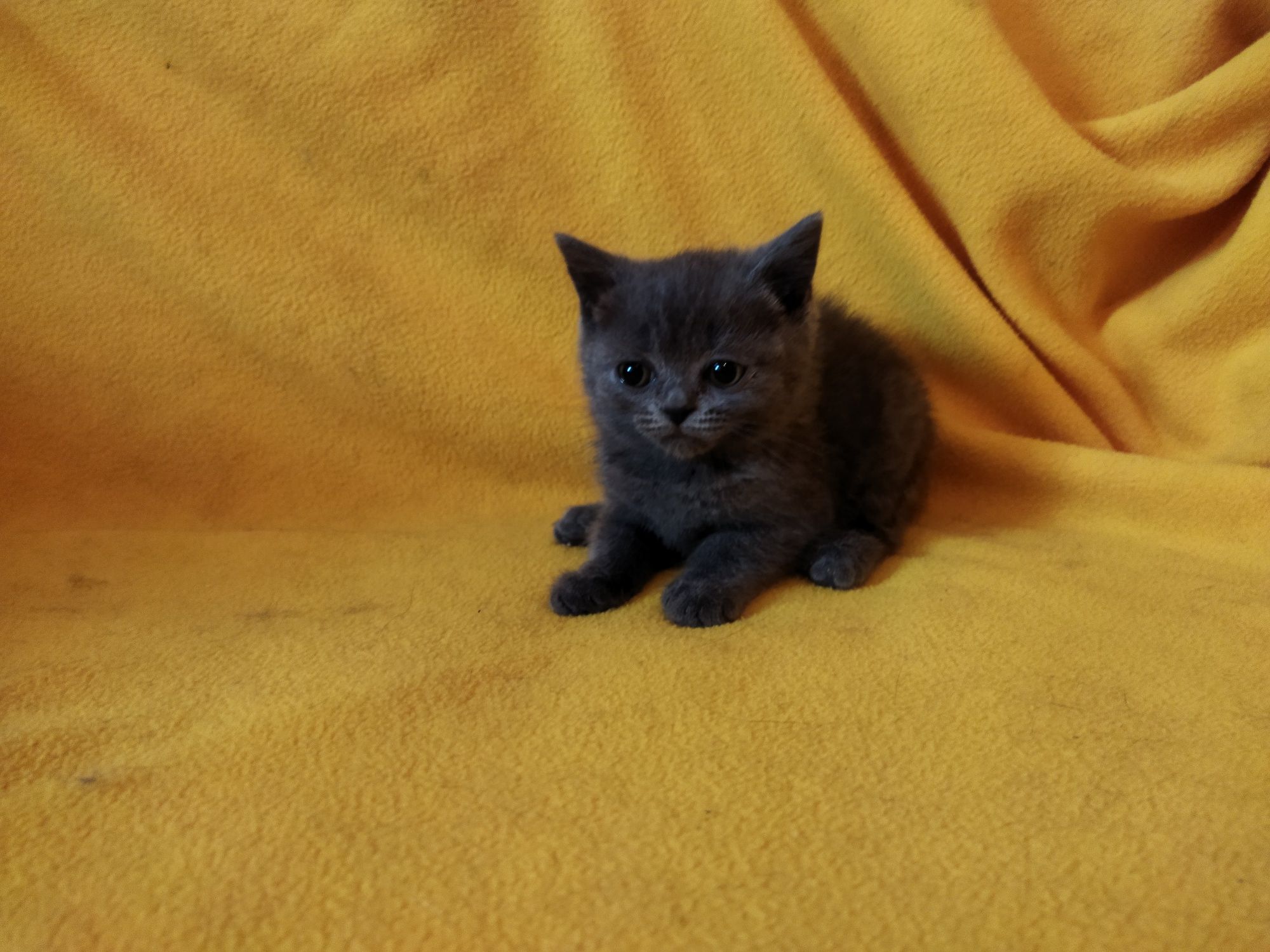 Британски котета !