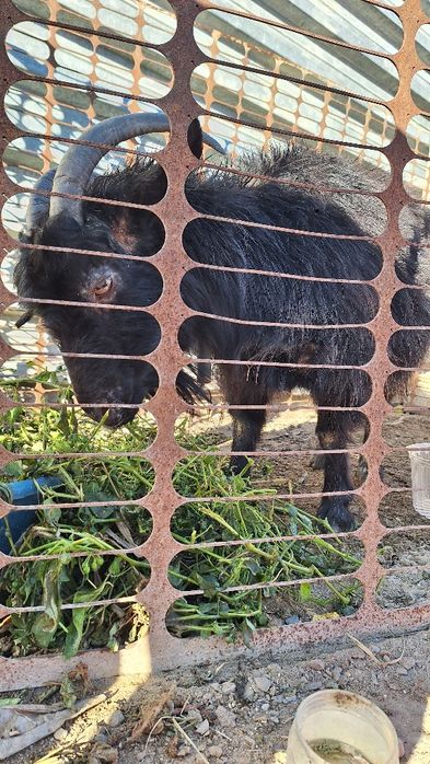 Сауынды ешкі сатылады