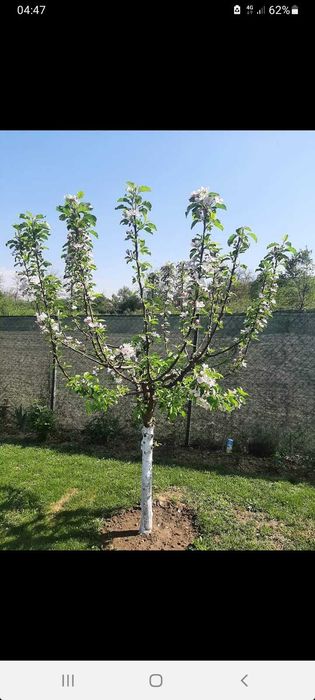 Toaletare pomi fructiferi