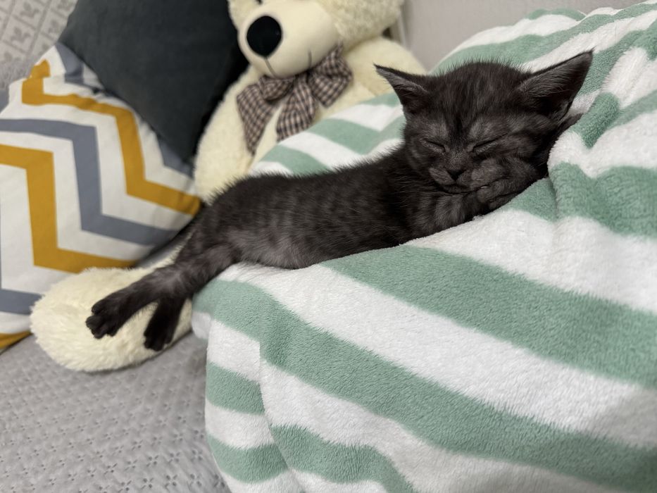 Котята в любящие руки