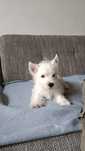 Pui westie deosebit