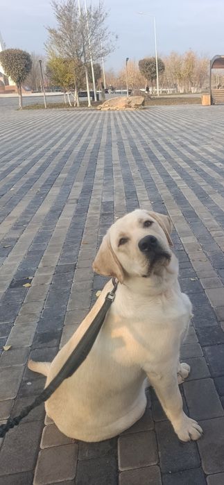 Продам собаку породы Лобрадор с отличной родословной