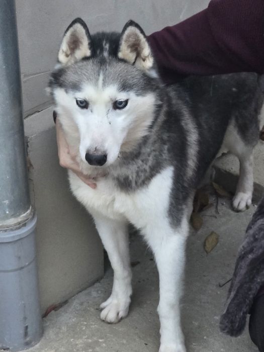 Donez câinii Husky siberian