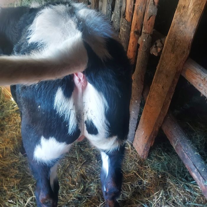 Vînd vițel și vițică