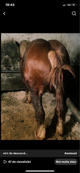 Vand manz 2 ani schimb  marca izvin, invatat la ham !