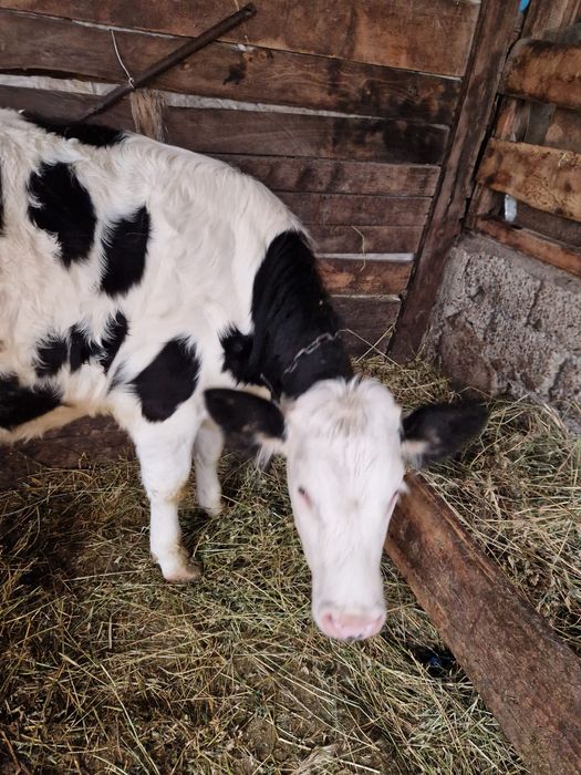 Carne vițel de vanzare jumătate/ 35 kg