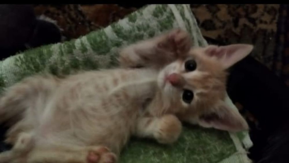 Отдам котёнка в добрые руки!