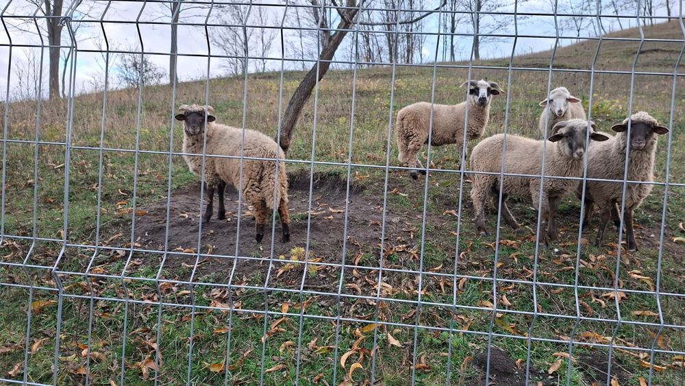 Vând miei, carcasa și în viu!