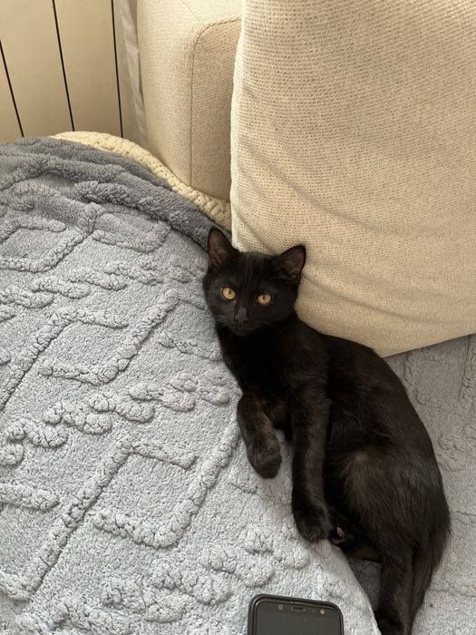 отдам в заботливые руки котенка