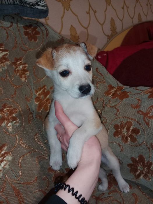 Отдам щенков в хорошие, добрые руки .Осталось трое щенков .