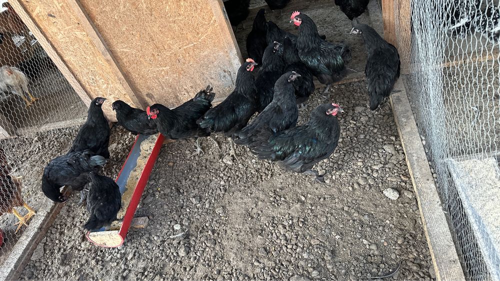 Puicute si cocosi de Australop Negru