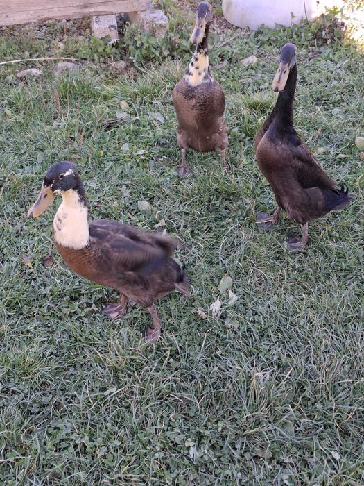 Rate indiene alergatoare, 2 ratoi