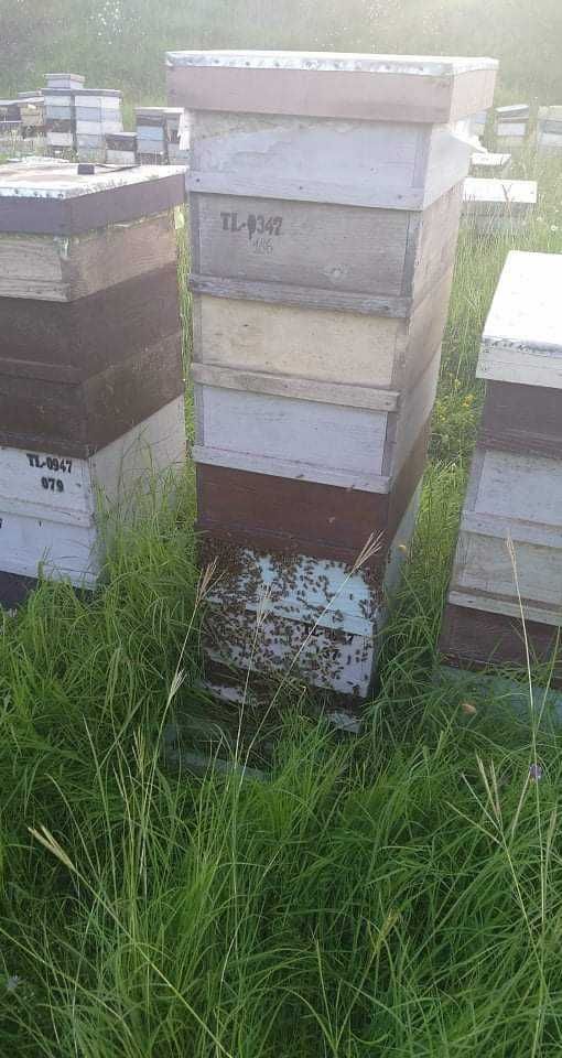 Ferma apicola comercializează familii de albine,roiuri și regine