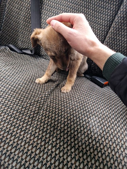 Щенок ищет дом .