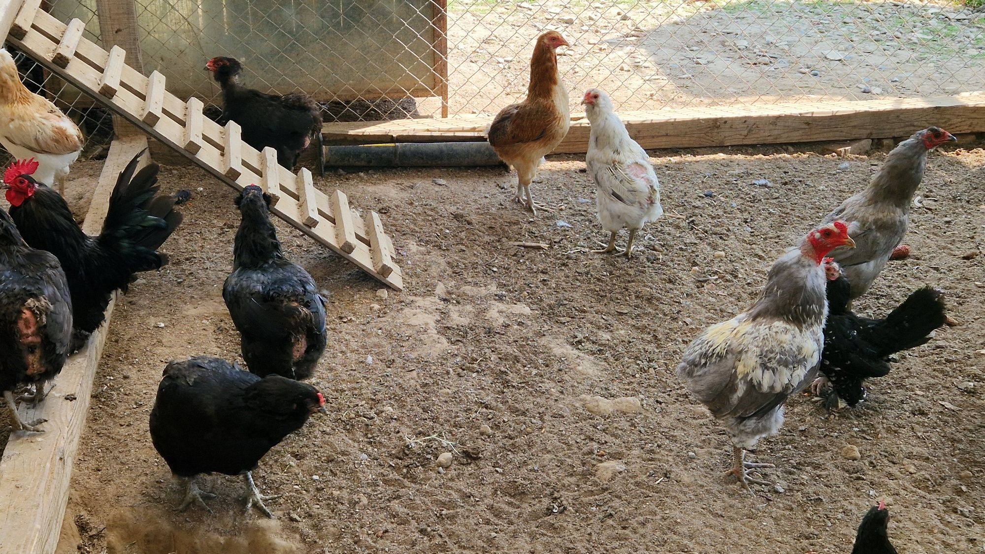 Vand familii gaini araucana și mii de flori