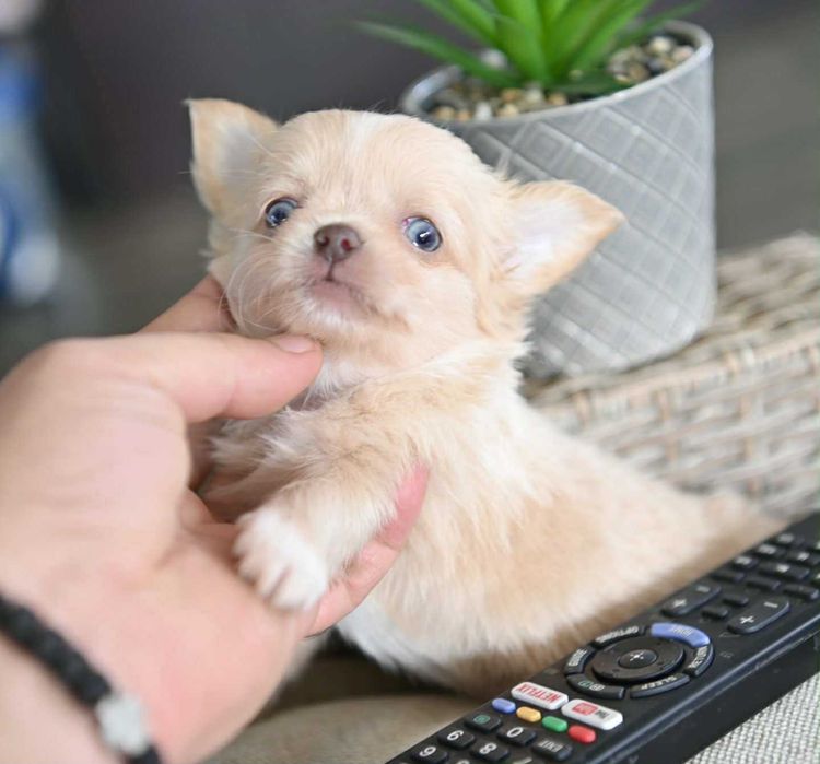 Мъжко дългокосместо мини чихуахуа изабел