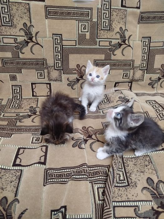 Отдам котят в хорошие руки