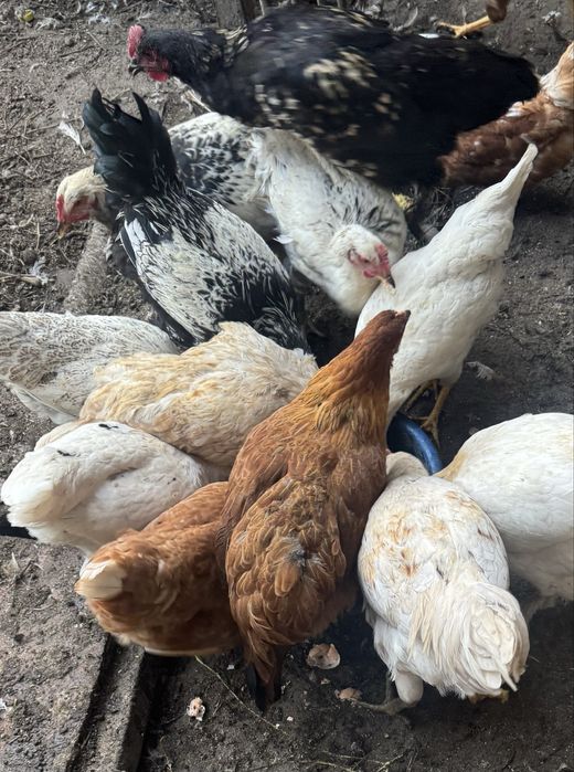 Петухи молодые энергичные