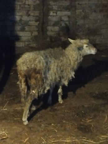 Продам овце матку